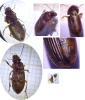 Harpalus affinis
